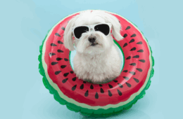 cane-occhiali-sole-1024x591